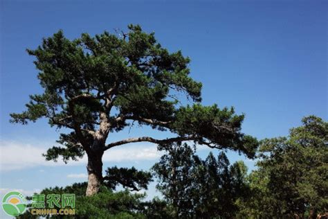 松树风水